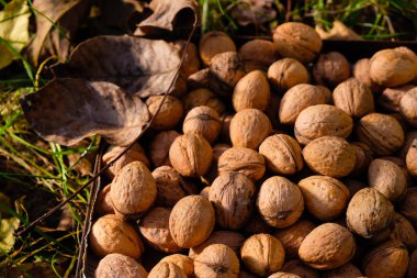 Güneşli bir sonbahar gününde bahçede ceviz. Ev ekimi. Hasat..