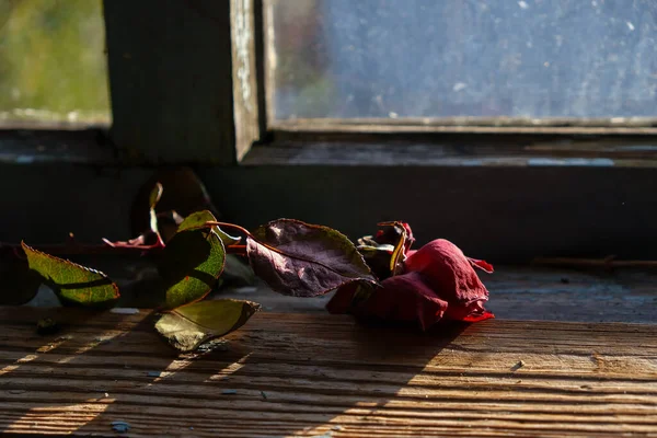 Einsam Getrocknete Rote Rosen Auf Einem Hölzernen Fensterbrett Alter Dachboden — Stockfoto