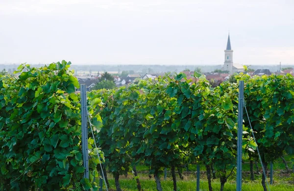 Vineyards Blurred Bodenheim Village Background Rhineland Palatinate Germany Sunny Summer — Stock Photo, Image