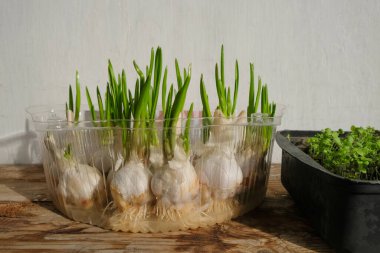 Evde plastik kaplarda sarımsak ve mikro yeşillikler serpilmiş. Güneş ışığı.