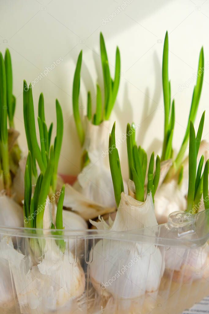 Sprouted garlic in a plastic box at home on the windowsill. Sunlight. Reuse plastic containers. Vertical image.