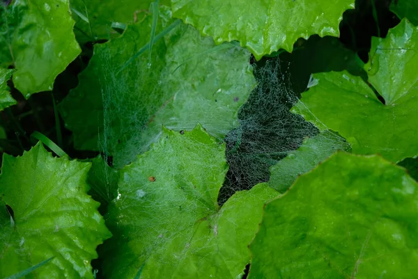 Bosgroen Ochtend Dauw Dauw Spinnenweb — Stockfoto