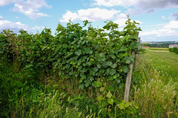 村の近くに有機若いブドウとブドウ畑Saulheim ドイツ ラインヘッセンワイン地域 — ストック写真