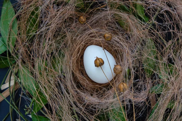 Påskevaktelegg Periwinkles Plante Lin – stockfoto