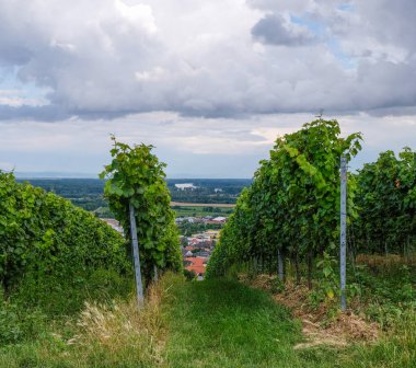 Oppenheim, Almanya 'nın üzüm bağları. Rheinhessen şarap bölgesi. Şarap turizmi.