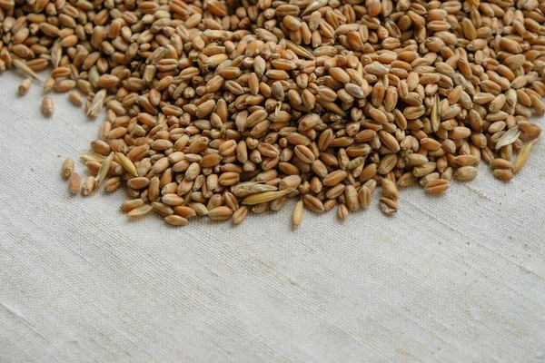 Pšeničná Semena Plátně Pozadí Pšenice Připravena Setí Ukrajině Kopírovat Prostor — Stock fotografie