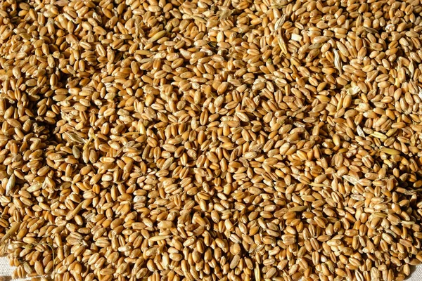 Пшеничне Насіння Пшениця Готова Сівби Україні Сонячне Світло — стокове фото