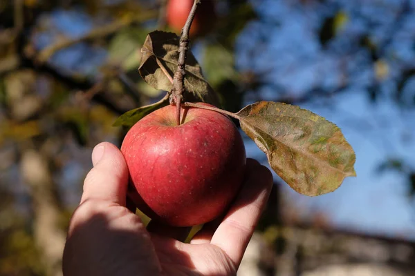 Rött Äpple Grenen Mänsklig Hand Skörda Äpplen Trädgården Solig Höstdag — Stockfoto
