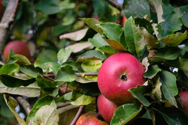 Rött Äpple Grenen Ekologiska Fruktträdgårdar — Stockfoto