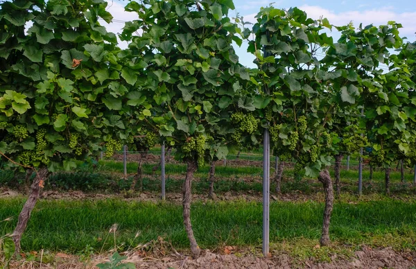 Vinodlingar Nära Bodenheim Rheinland Pfalz Tyskland Sommarmorgon Vinregion — Stockfoto