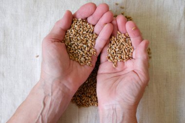 Kadınların avuçlarında buğday taneleri. Buğday ekime hazır. Çalışan eller.