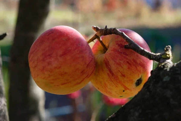 Två Röda Äpplen Grenen Gyllene Timmen Ekologiska Fruktträdgårdar — Stockfoto