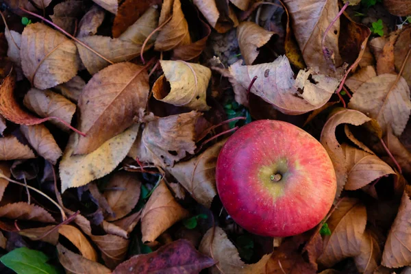 Rött Äpple Bruna Löv Bakgrund Höstens Vykort — Stockfoto