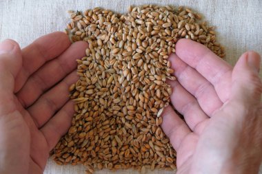 Kadınların avuçlarında buğday taneleri. Çalışan eller.