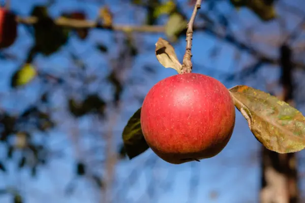 Rött Äpple Grenen Blå Himmel Bakgrund — Stockfoto