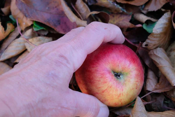 Kéz Vörös Alma Barna Levelek Háttér Almát Szedni Otthoni Kertben — Stock Fotó