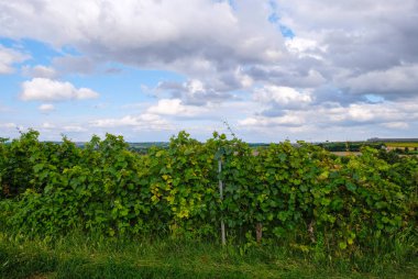 Güneşli bir günde, Alman manzarası arka planında üzüm bağları. Rheinhessen şarap bölgesi.