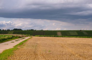 Buğday sakalı ve üzüm bağlarıyla dolu kırsal bir arazi. Toprak yol. Almanya.
