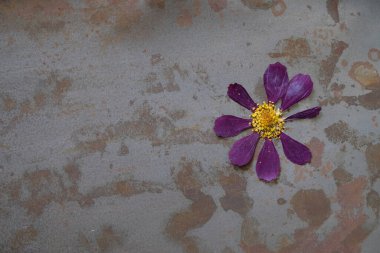 Paslı metal bir arka planda kuru bahçe kozmosu çiçeği. Boşluğu kopyala.