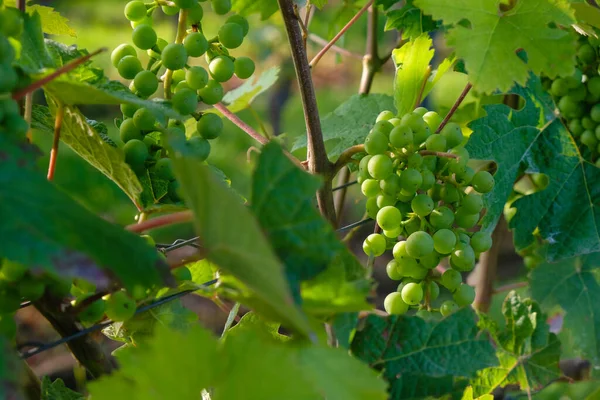 Młode Winogrona Porannym Słońcu Region Winiarski Rheinhessen — Zdjęcie stockowe