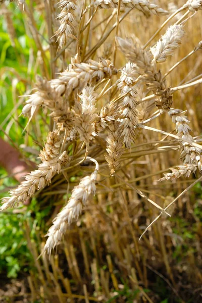 Размытое Изображение Пшеничных Ушей Человеческой Руке Человек Пожинает Пшеницу Летний — стоковое фото