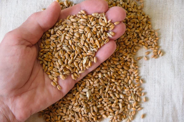 Kadın avuçlarında buğday. Buğday ekime hazır..