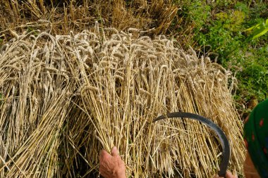 Ukrayna 'da buğday hasadı. Kadının yaşlı ellerinde orak var..