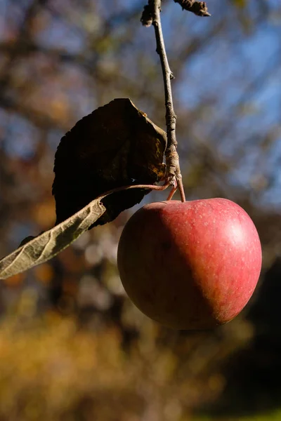 Rött Äpple Hösten Trädgård Suddig Bakgrund Solig Dag Hårda Skuggor — Stockfoto