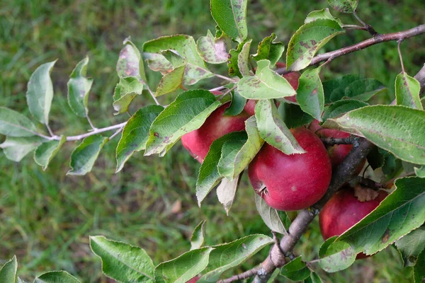 Röda Äpplen Grenen Sjuka Löv Från Trädet — Stockfoto
