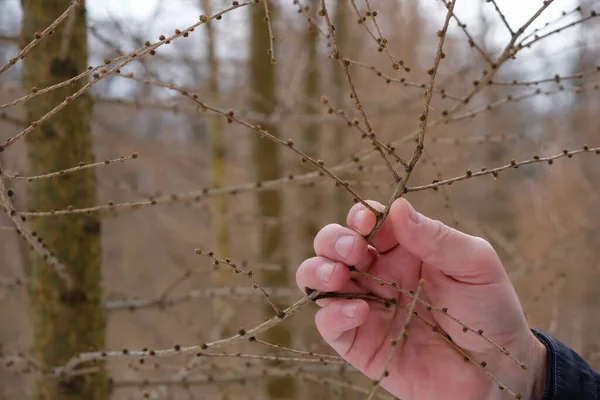 Mannelijke Hand Een Larikstak Boswachter Controleert Overwintering Van Bomen — Stockfoto