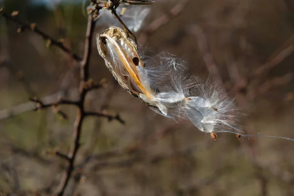 Fliegende Samen Der Milchkrautpflanze Verbreitungskonzept Kopierraum — Stockfoto