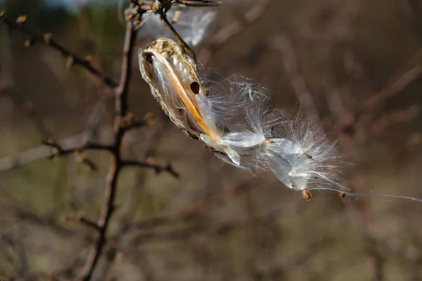 Létající Semínko Milkweed Plant Šíření Koncepce Kopírovat Prostor — Stock fotografie