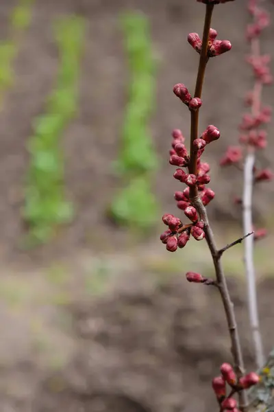 Rama Albaricoque Con Brotes Rosados Fondo Borroso Del Jardín Imagen —  Fotos de Stock