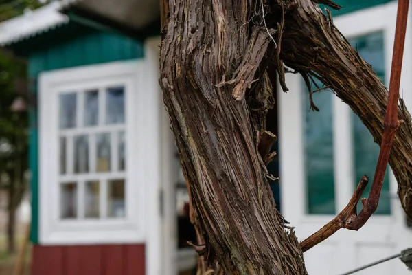 Oude Wijnstok Een Oude Houten Huis Achtergrond Oekraïne Landelijk Leven — Stockfoto