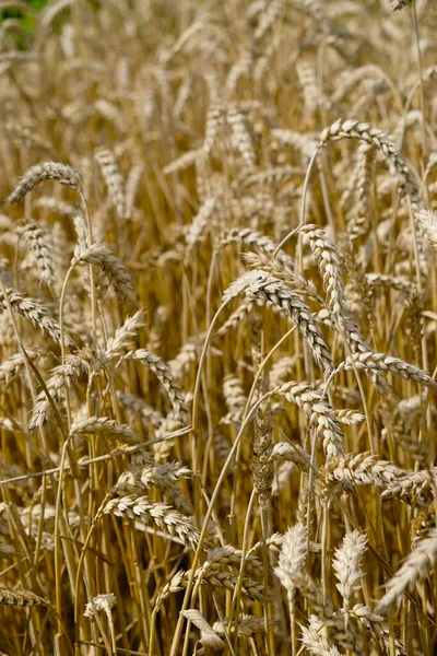 Золотые Колосья Пшеницы Поле Вертикальное Изображение — стоковое фото