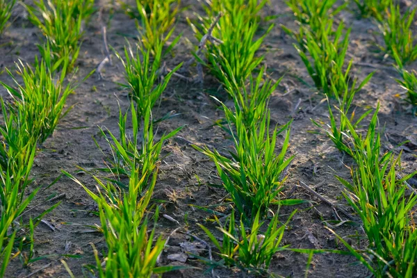 Das Wachstum Der Winterweizen Ernte Schreitet Voran Goldene Stunde Abend — Stockfoto