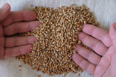 Buğday taneleri ve kadınların çalışan elleri.