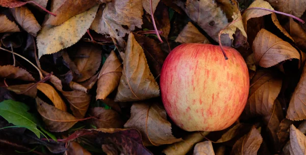 Rött Äpple Hösten Löv Bakgrund — Stockfoto