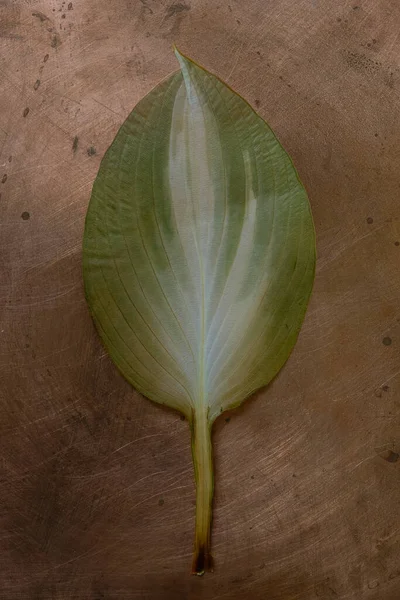 Dry Leaf Hosta Plant Copper Background Vertical Image — стоковое фото