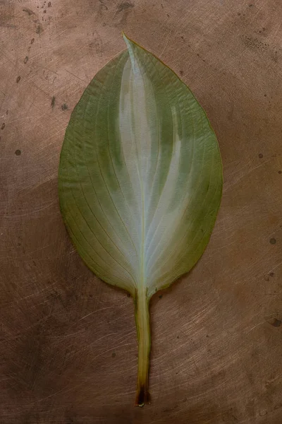 Folha Seca Planta Hosta Fundo Cobre Imagem Vertical — Fotografia de Stock