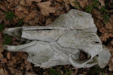 Vahşi doğada sığır kafatası. Kafatası yapısı. Korkunç bir buluş.