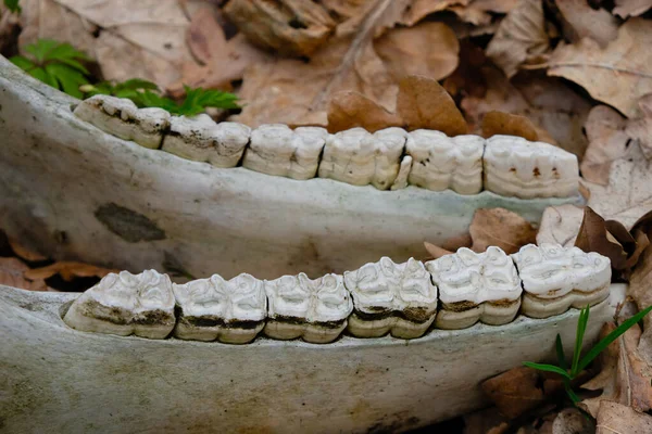 Dentes Gado Mandíbula Vaca Crânio Natureza Que Descoberta Horrível — Fotografia de Stock