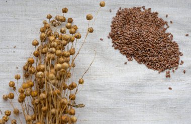 Keten bir arkaplanda keten tohumları ve keten tohumları. Boşluğu kopyala.