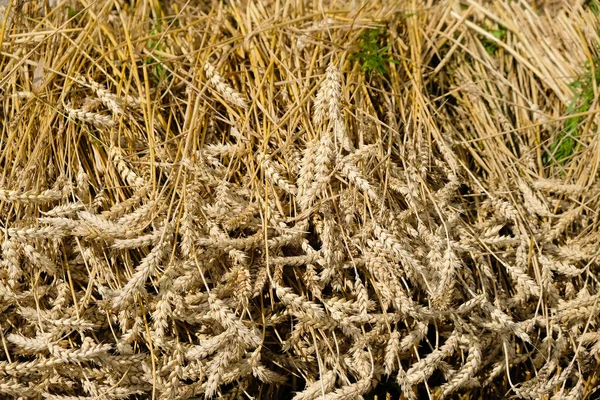 Gemähter Weizen Goldene Ähren Auf Dem Feld Der Ukraine Abschluss — Stockfoto