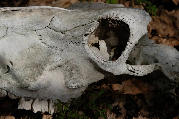 야생의 두개골 두개골 두개골의 — 스톡 사진