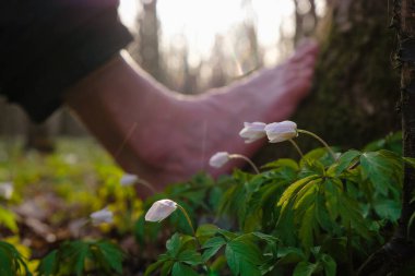 Akşam vakti bahar çiçekleri ve yalın ayaklı adam. Orman ya da park. Işığa karşı fotoğraf. Seçici odak.