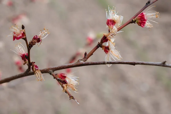 Finishing Flowering Apricot Tree Blurred Soil Background — Foto Stock