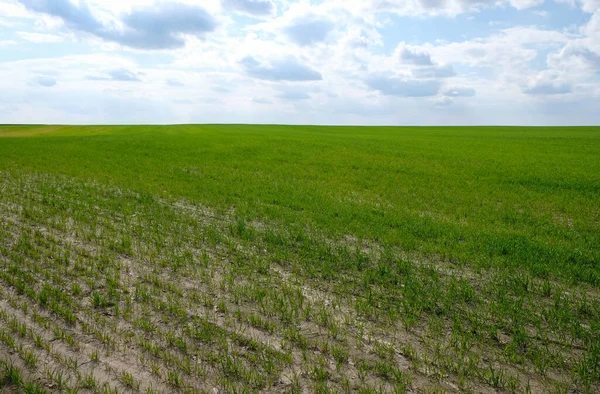 Toprakta su erozyonu olan yeşil buğday tarlası. Boşluğu kopyala.