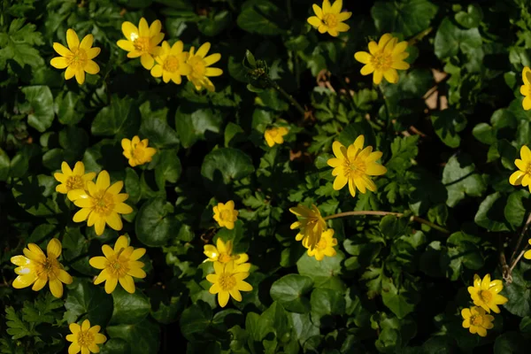 Fig Buttercup Low Key Lighting Hard Sun Shadows — стоковое фото