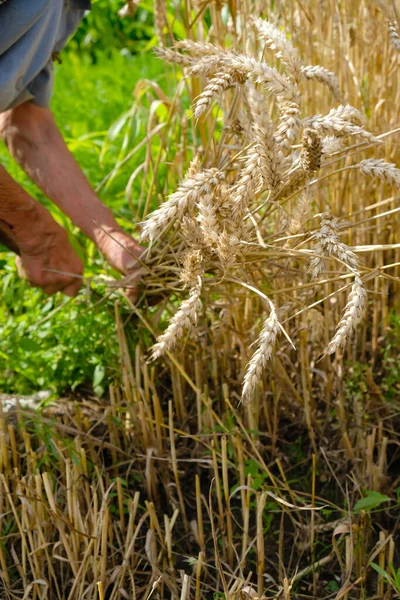 Woman Reaps Wheat Sickle Old Harvesting Technology Vertical Image — стоковое фото